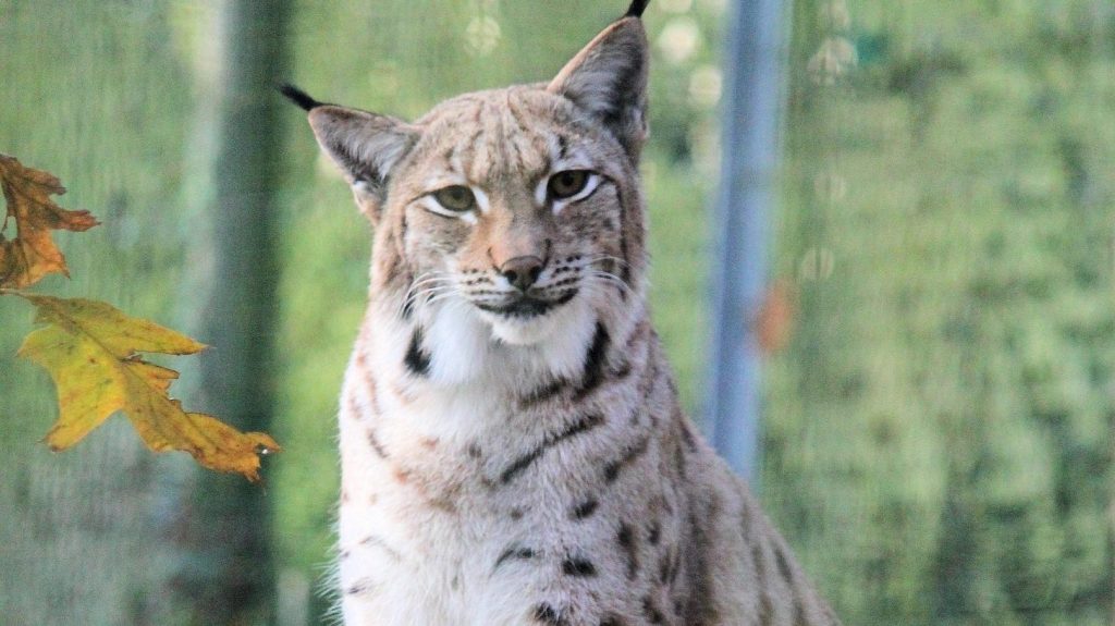 Källa: Pixabay Veverkolog